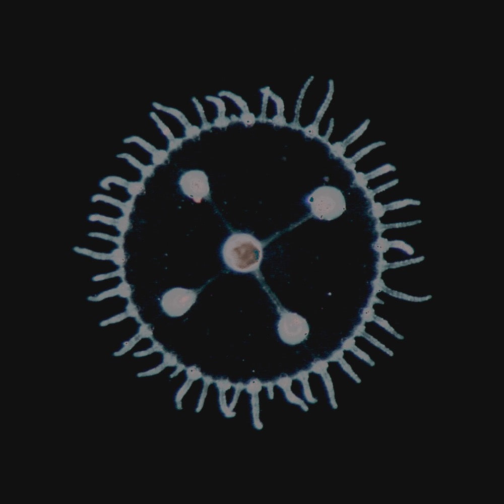 Luedji Luna - Um mar pra cada um (LP)